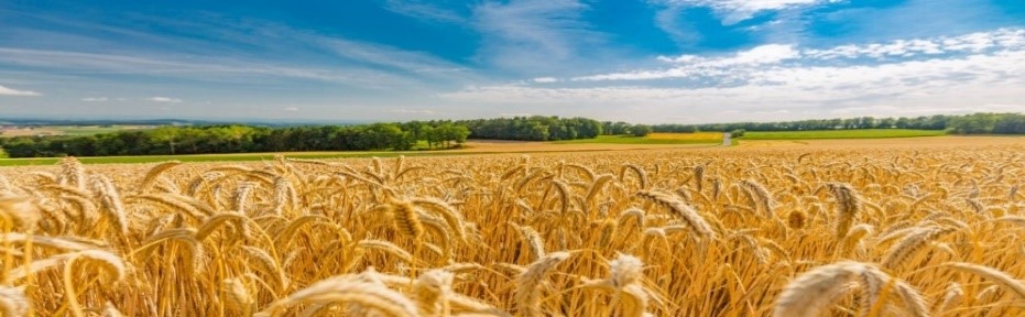 Read more about the article Informacja dla osób prowadzących działalność w zakresie produkcji pierwotnej