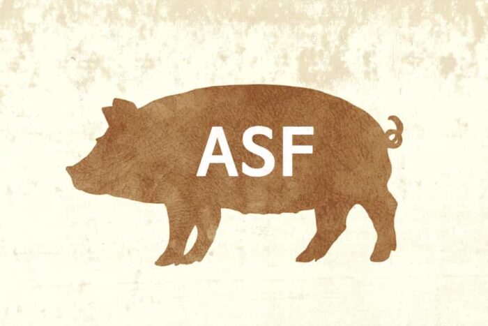 Read more about the article Afrykański pomór świń (ASF)